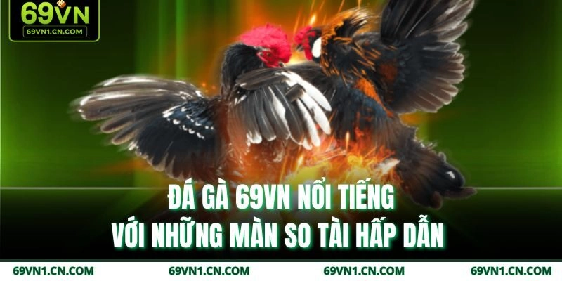 Đá gà 69VN nổi tiếng với những màn so tài hấp dẫn  Đá gà 69VN nổi tiếng với những màn so tài hấp dẫn